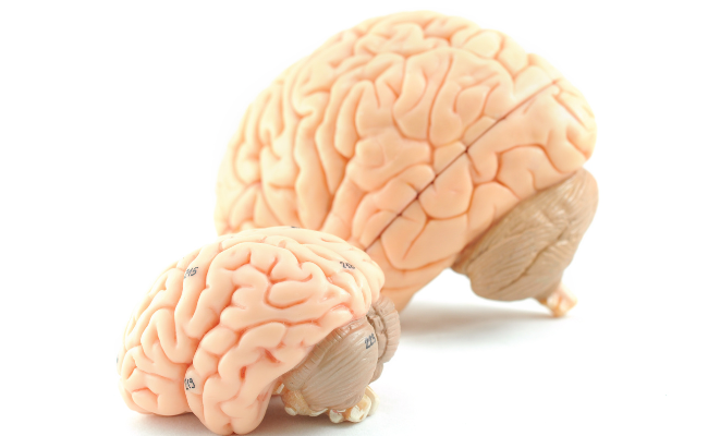 How to Treat Creutzfeldt Jakob Disease?